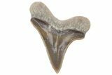 Fossil Ginsu Shark (Cretoxyrhina) Tooth - Kansas #219175-1